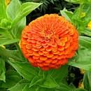 Cynia wytworna – zasady pielęgnacji