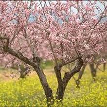 Uprawa migdałka – podstawowe zasady