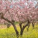 Uprawa migdałka – podstawowe zasady