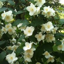 Uprawa jaśminowca – krok po kroku