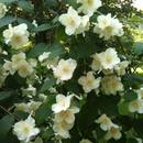 Uprawa jaśminowca – krok po kroku