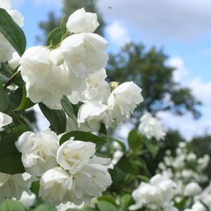 Stanowisko i wymagania glebowe