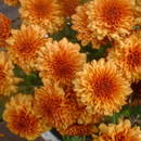 Rozmnażanie chryzantem – krok po kroku