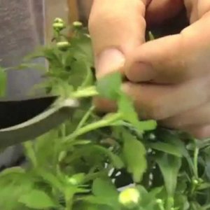 Pozyskiwanie sadzonek