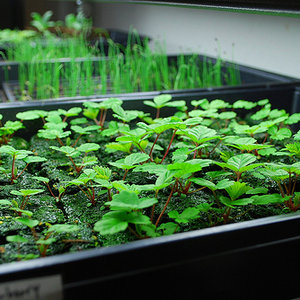 Pielęgnacja sadzonek