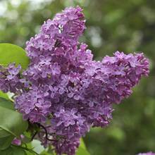 Jak powinno się przycinać bez?