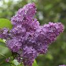 Jak powinno się przycinać bez?