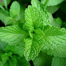 Rozmnażanie mięty pieprzowej – podstawowe zasady