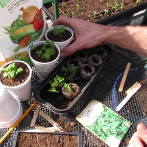 Przygotowanie i pielęgnacja sadzonek