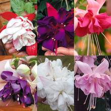 Rozmnażanie fuksji – krok po kroku