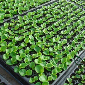 Pojemniki i podłoże