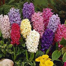 Co warto wiedzieć o uprawie hiacyntów?