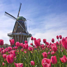 Co warto wiedzieć o pielęgnacji tulipanów?