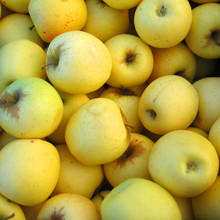 Jak dobrze przechowywać papierówki na zimę?