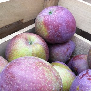 Pyszny kompot, pyszny deser