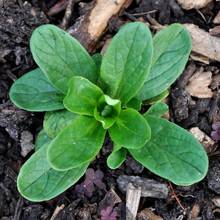 Uprawa roszponki – podstawowe zasady