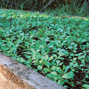 Stanowisko i gleba dla roszponki