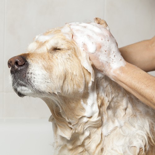 Sposoby zachęcenia psa do kąpieli