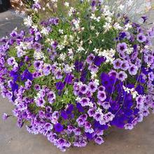 Co warto wiedzieć o uprawie petunii?