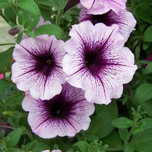 Pielęgnacja, podlewanie i nawożenie