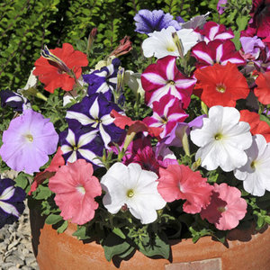 Stanowisko i wymagania glebowe