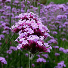 Co należy wiedzieć o uprawie werbeny?