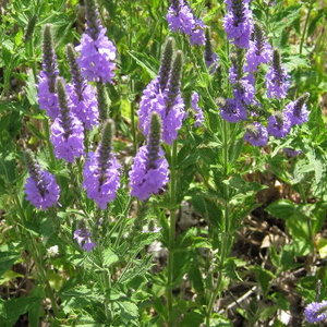 Stanowisko i wymagania glebowe