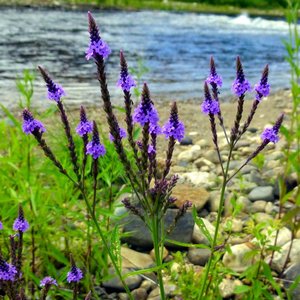 Podlewanie i nawożenie