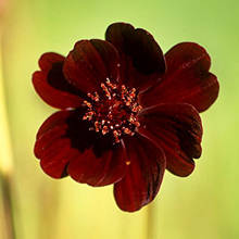 Jak uprawiać kosmos czekoladowy?