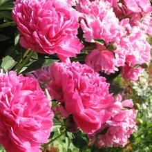 Co warto wiedzieć o pielęgnacji piwonii?