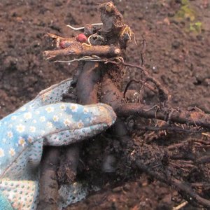 Jak rozmnażać piwonie?