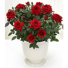 Róże miniaturowe – uprawa krok po kroku