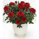 Róże miniaturowe – uprawa krok po kroku