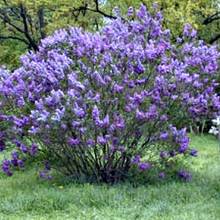 Co trzeba wiedzieć o sadzeniu azalii?
