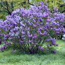 Co trzeba wiedzieć o sadzeniu azalii?