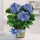 Co warto wiedzieć o uprawie hortensji ogrodowej?