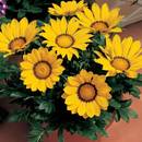 Jak uprawiać gazanię?