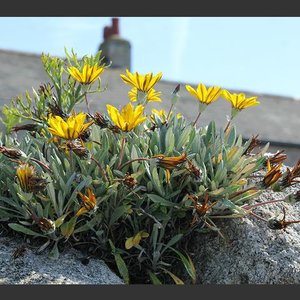 Stanowisko i wymagania glebowe