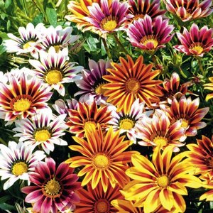 Podlewanie i nawożenie