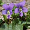 Sadzenie fiołków wonnych – podstawowe informacje