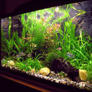 O czym należy pamiętać, urządzając akwarium dla rybek?