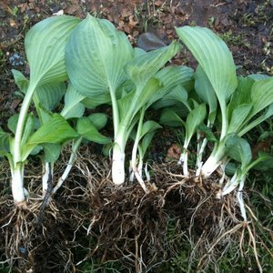 Jak podzielić funkię?