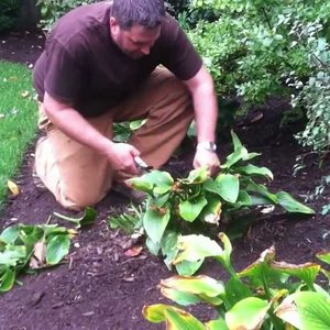 Rozmnażanie wegetatywne