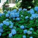 Co warto wiedzieć o przycinaniu i rozmnażaniu hortensji ogrodowej?