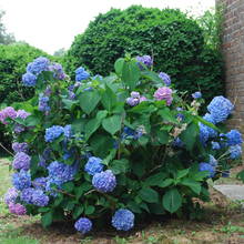 Jak należy nawozić hortensje?