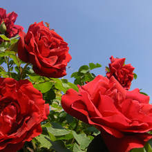 Co trzeba wiedzieć o rozmnażaniu róż z sadzonek?