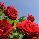 Co trzeba wiedzieć o rozmnażaniu róż z sadzonek?