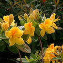 Co należy wiedzieć o pielęgnowaniu azalii?