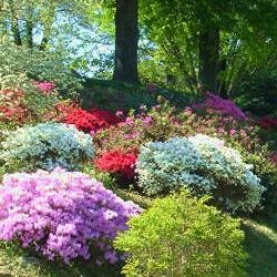 Jakie stanowisko jest odpowiednie dla azalii?