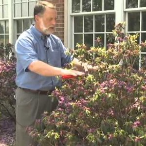 Pielęgnacja azalii – przycinanie